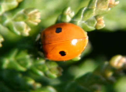 bipunctata