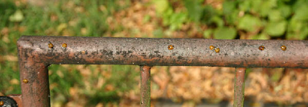 Harmonia axyridis axyridis