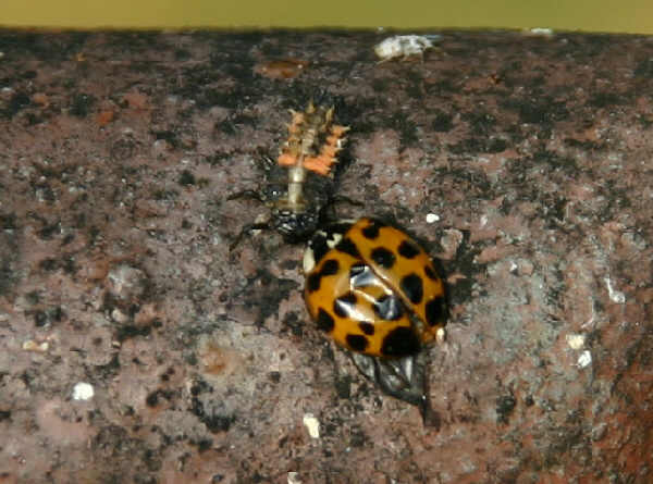 Harmonia axyridis - Käfer und Larve axyridis