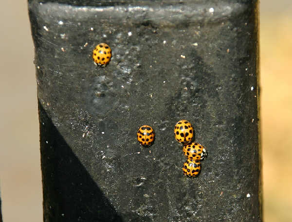 Harmonia axyridis - Käfer axyridis