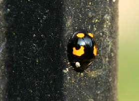 Harmonia axyridis axyridis