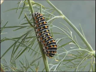 machaon