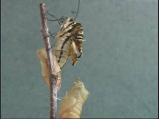 Falter schlüpft machaon
