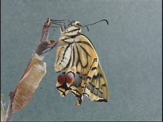 machaon