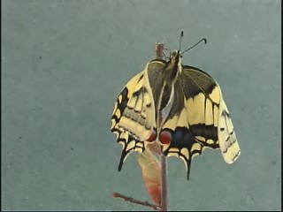 Falter schlüpft immer noch machaon