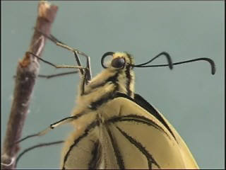 machaon