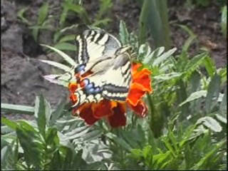 Falter fertig machaon
