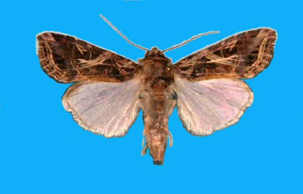 Baumwolleule littoralis